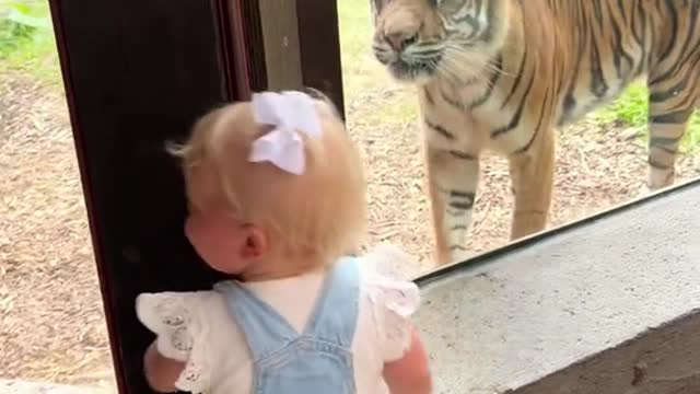 A tiger tried to eat my baby