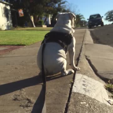 bulldog with a mind of his own