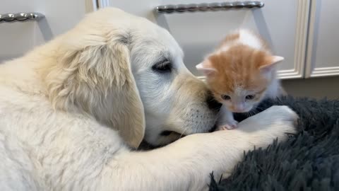 Tiny Kitten and Golden Retriever Puppy Cutest Friends