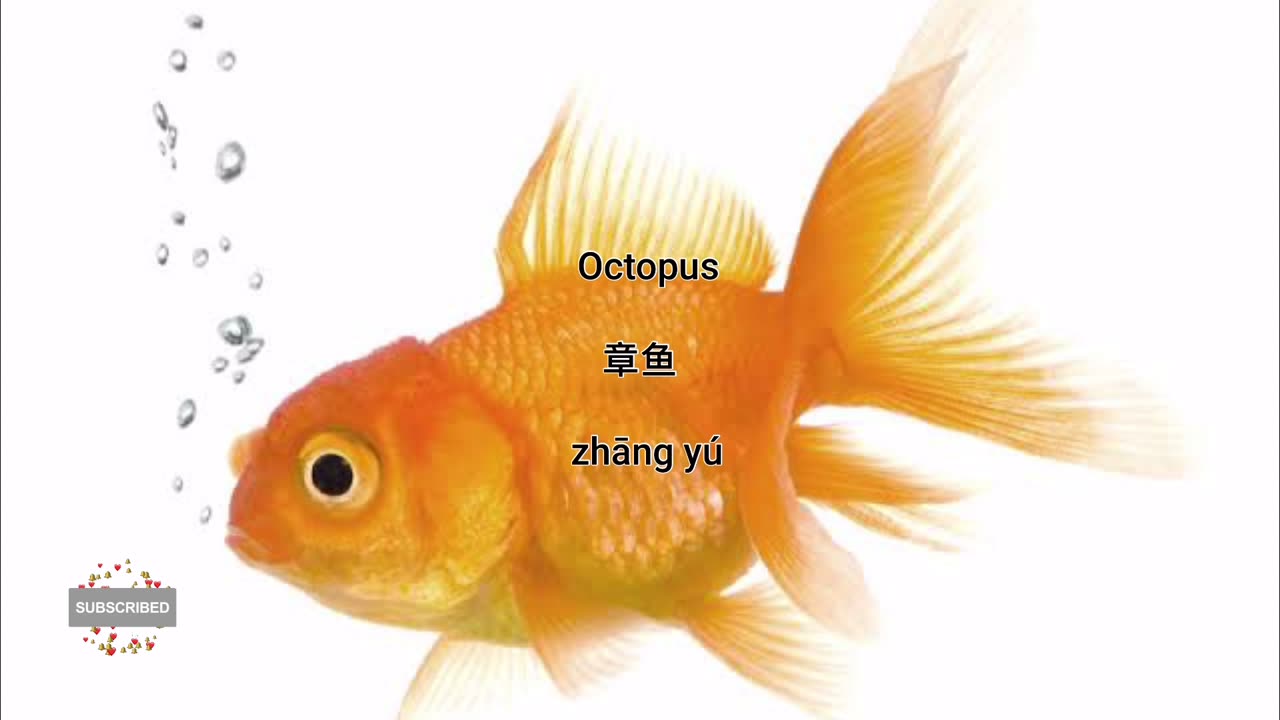 Learn chinese about fish from english