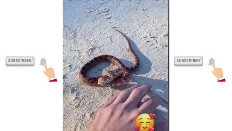 funny snakes
