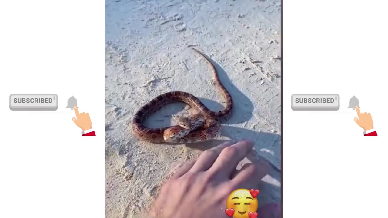funny snakes