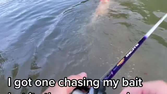 I got one chasing my bait but its the wrong species