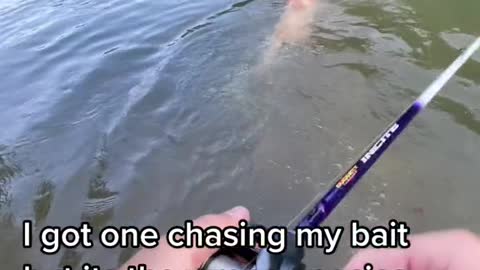 I got one chasing my bait but its the wrong species
