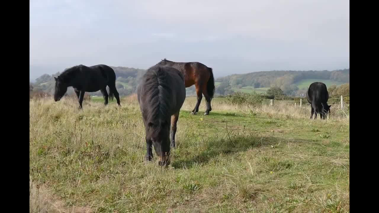 Animal Sounds beautiful horses