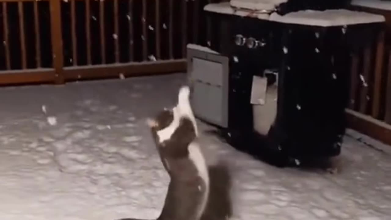 Part 24 | Cats in snow! Funny cat videos