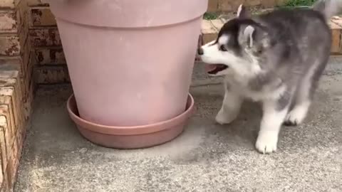 Why is he lying on the litter?