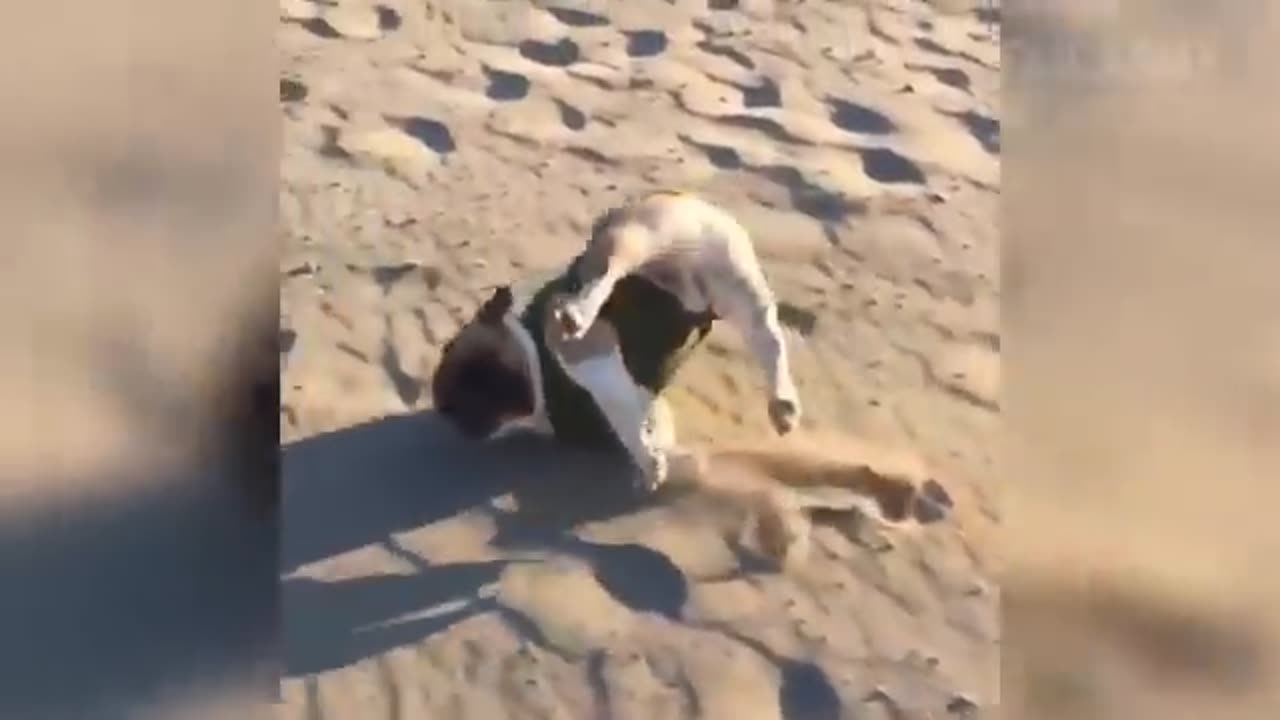 Funny moments in beach