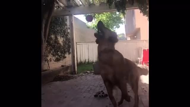 Golden Retriever Dexter having a ball in slow motion.