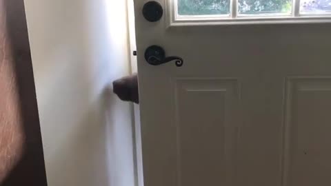 Now if I could just teach him to close the door