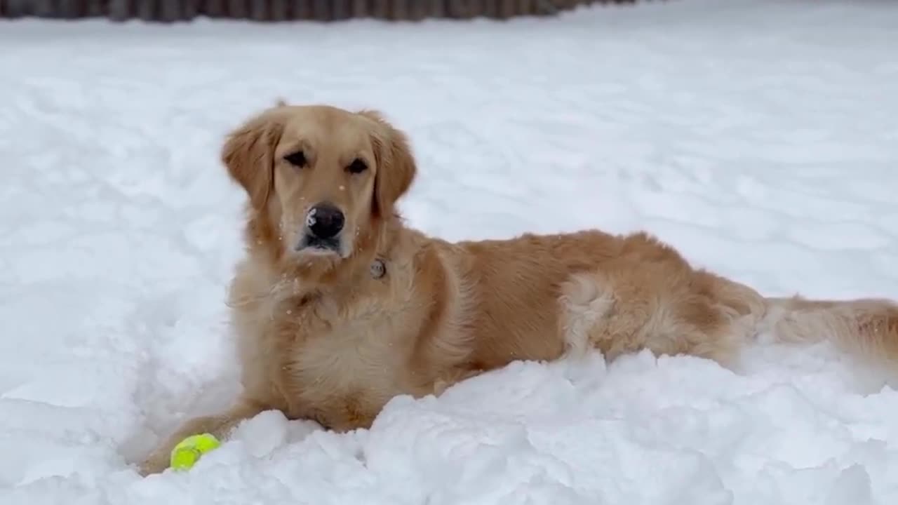 A reminder for snow days... #dog #cutedog