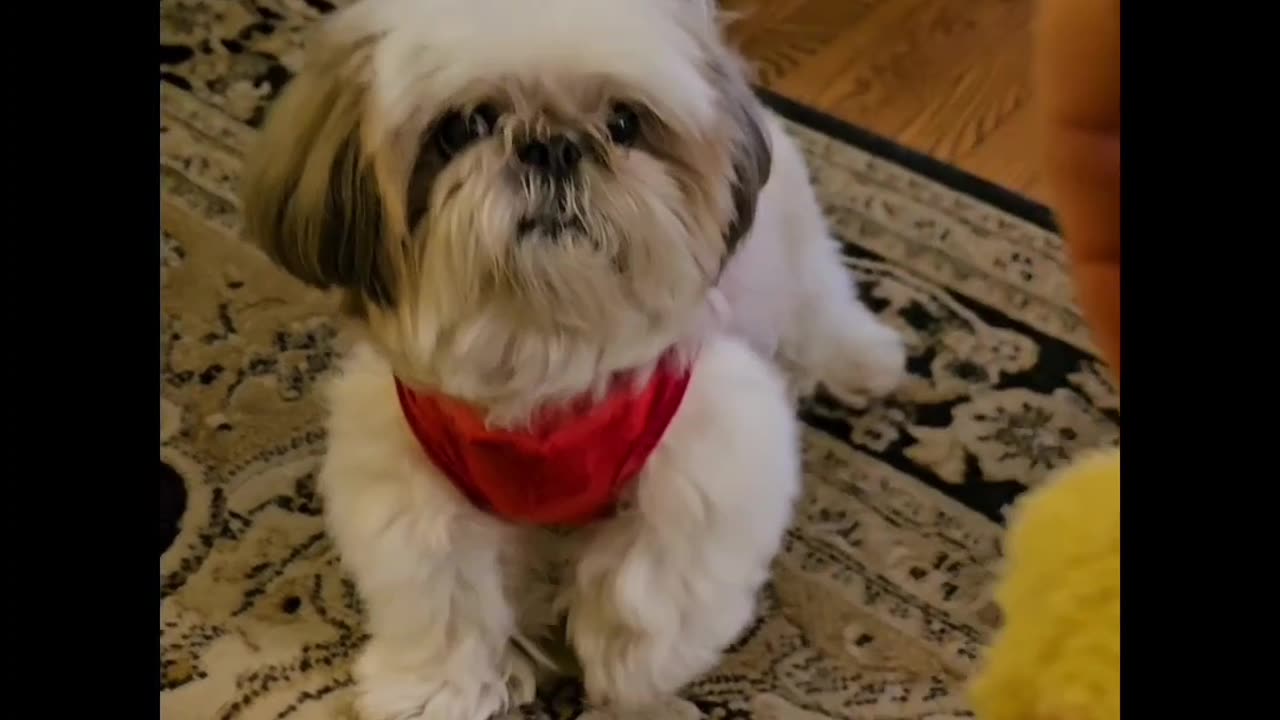 Rosie's Christmas Dress (Featuring Rosie The Shihtzu)