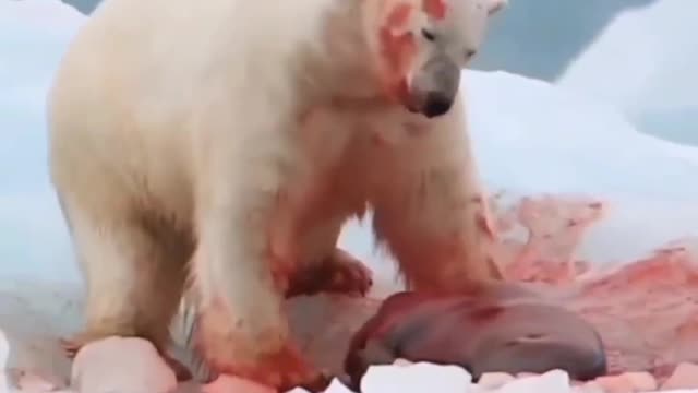 Wildlife movement