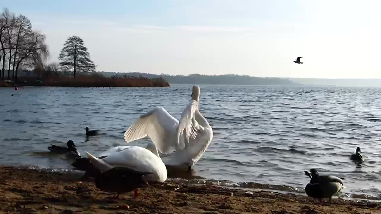 Wonderful birds on the sea