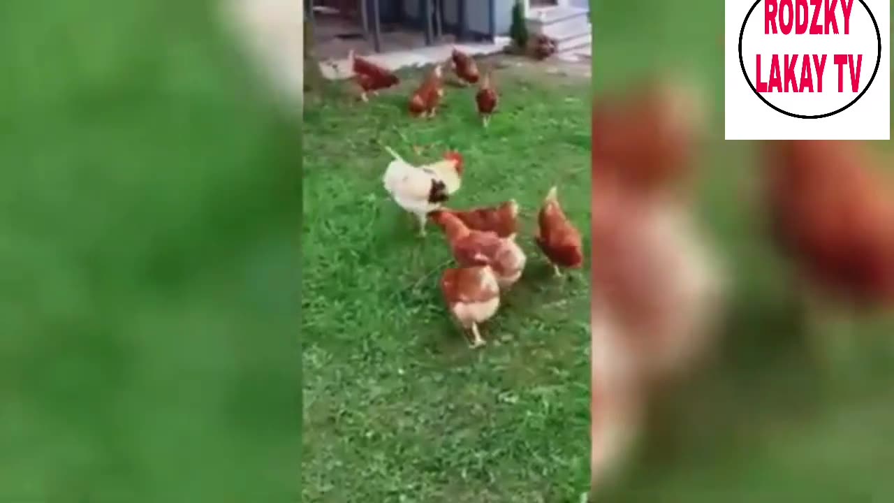 chicken funny videos _ funny animal videos 2024