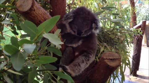 Koala Scratching