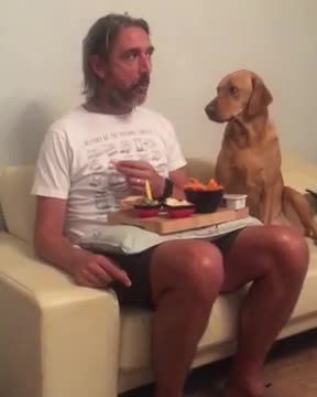 Dog Funny Video - Funny Dog short video