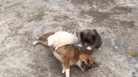 Cute Puppy - Funny and Cute Dog Videos.