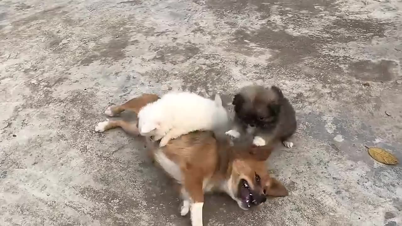 Cute Puppy - Funny and Cute Dog Videos.