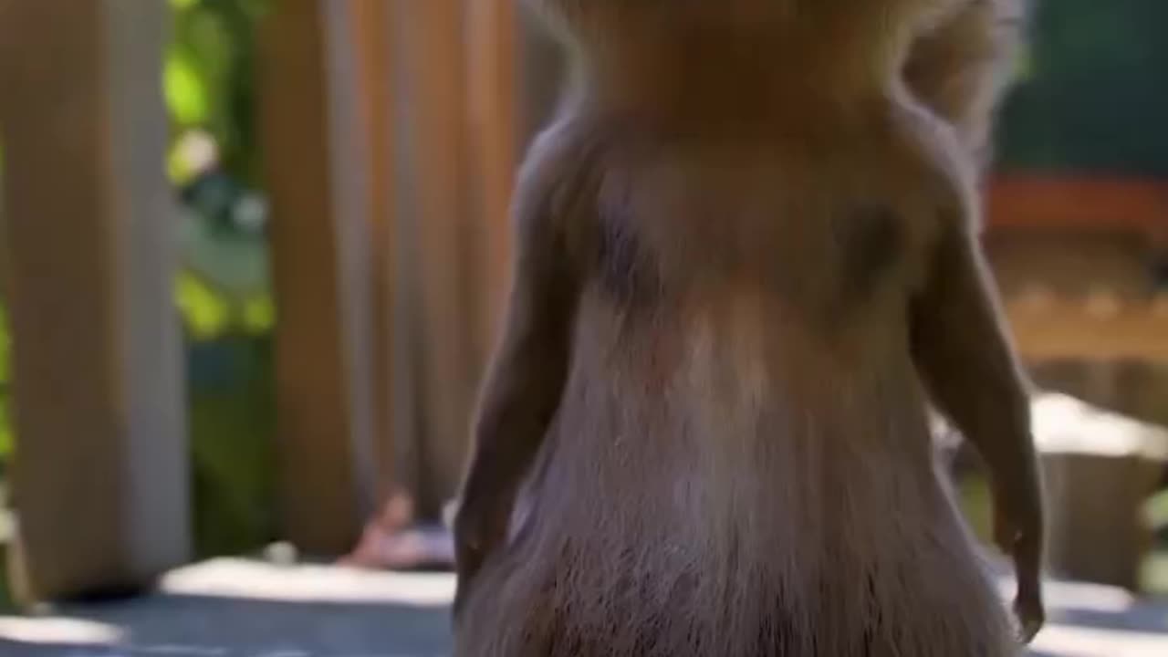 Squirrel☺️☺️☺️