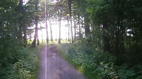 Promenad i Sofiero skog, Helsingborg 8 Juli 2013