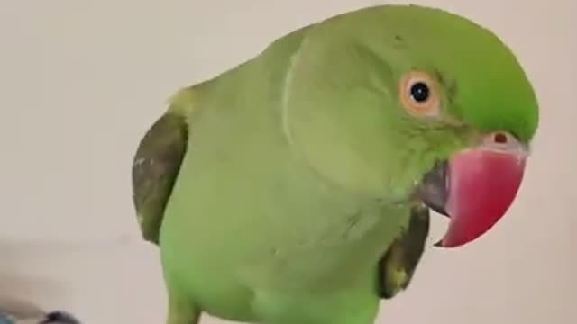 CUTE PARROTS | ring neck parrots | CRAZYPETS | T2 And Mi2 the parrots |