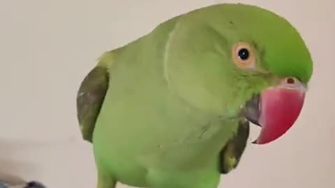 CUTE PARROTS | ring neck parrots | CRAZYPETS | T2 And Mi2 the parrots |