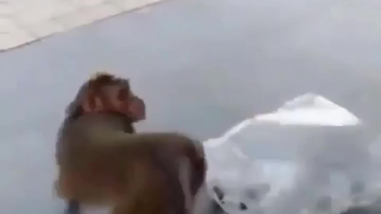 Monkey and Dog funny video 😂🤣
