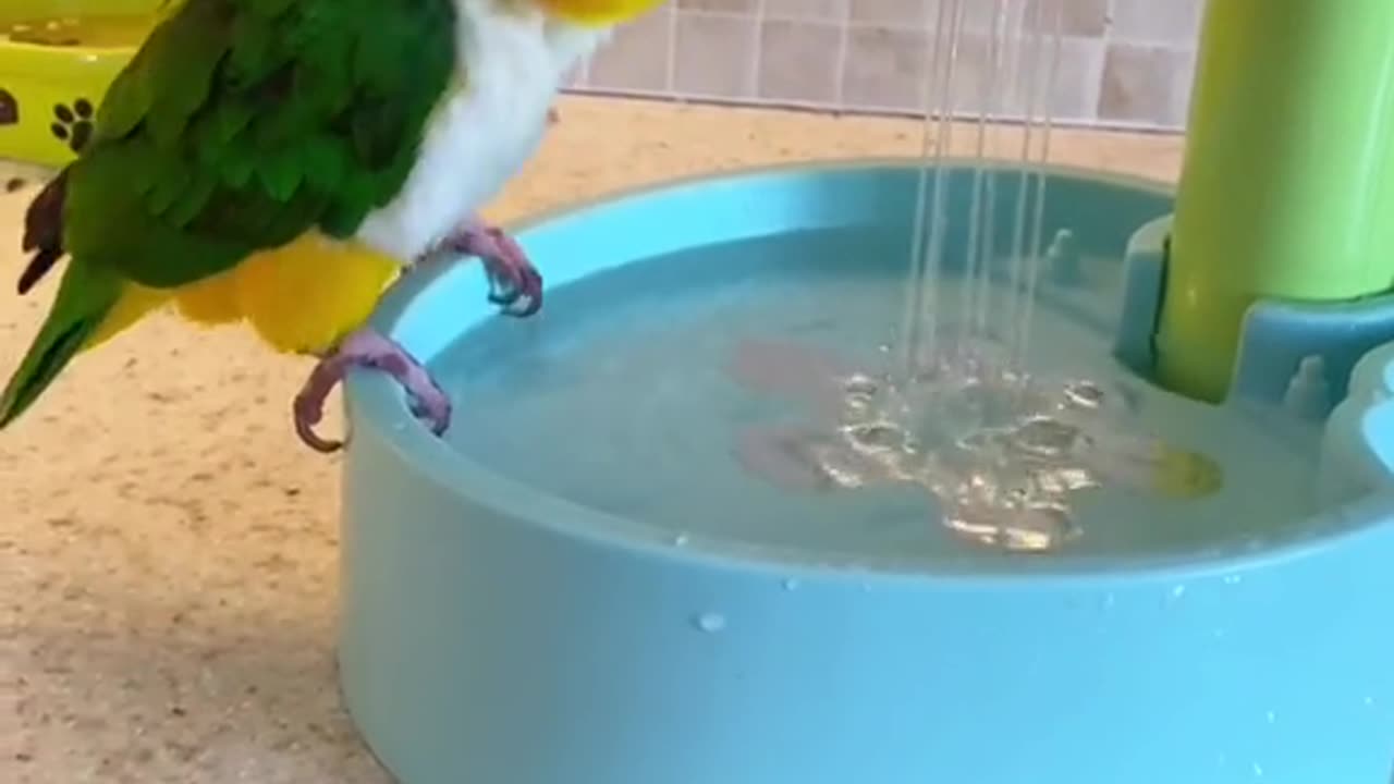 Funny bird bath video 5