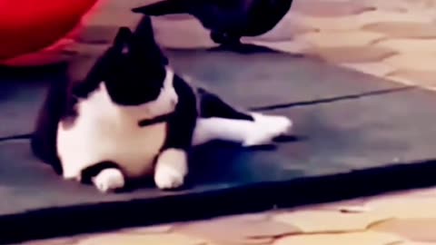 Funny Cat videos 😺