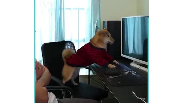 Dog playing the computer game part(1)