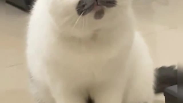 #CapCut #catsoftikok #cat #fyp #fyp #foryou #pet #cute #cutebaby