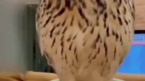 Best animal videos!