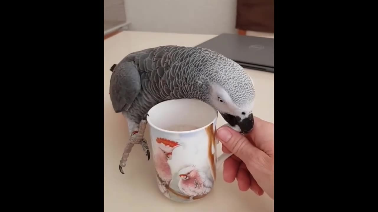 Top funny birds