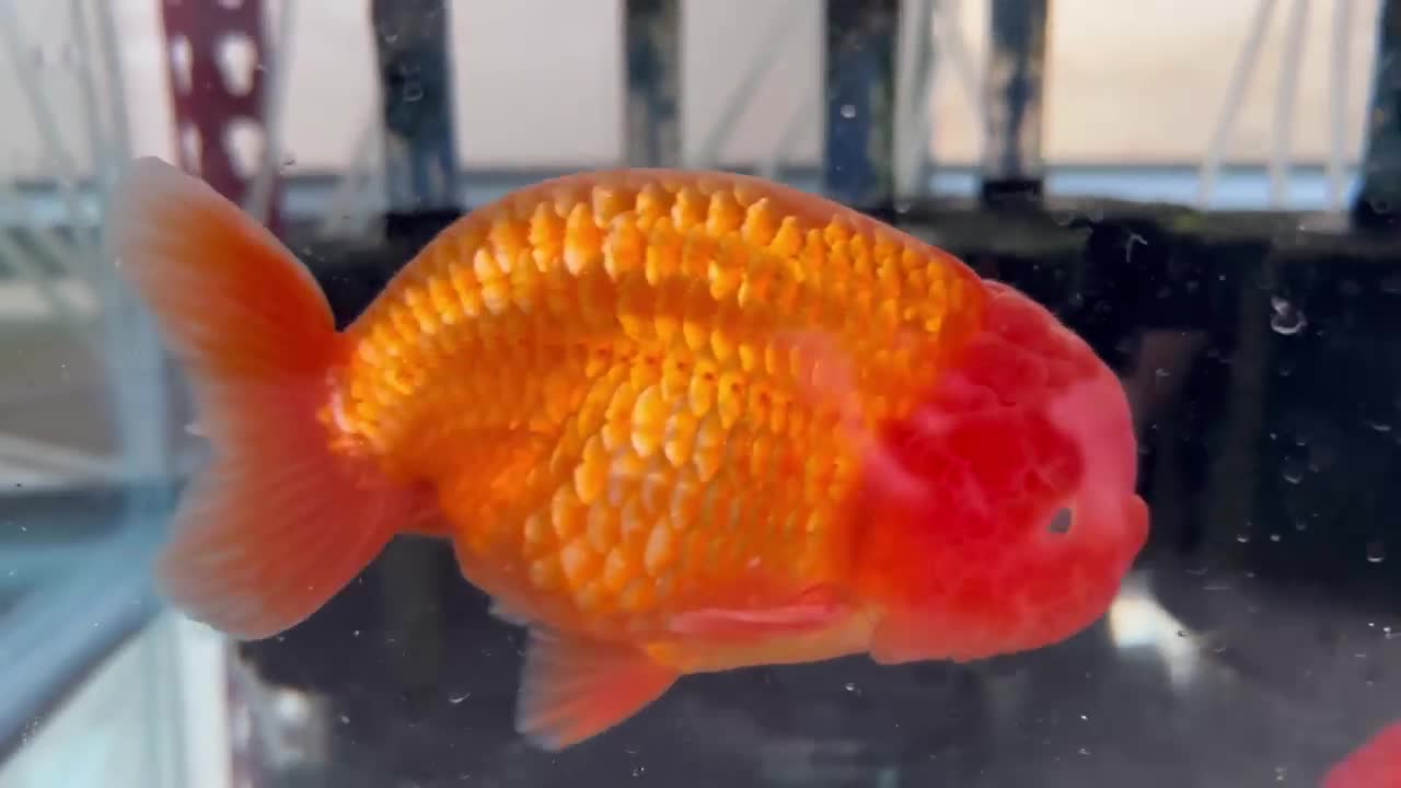 My Backyard Ranchu Goldfish Farm