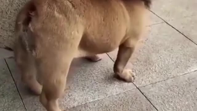 Funny Dog Videos # Try not to laugh