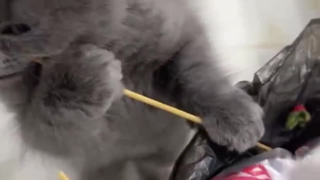 Naughty kittens eat garbage again