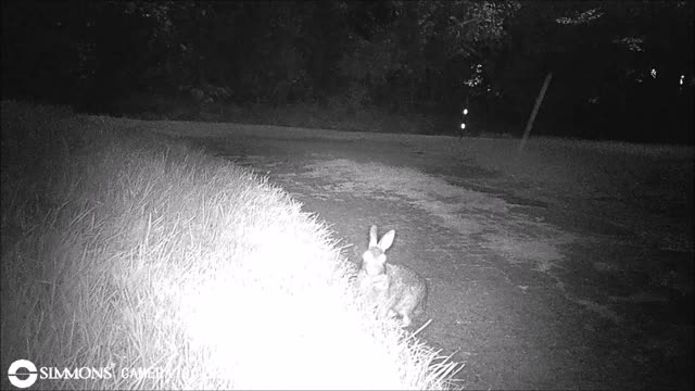 Backyard Trail Cams - Rabbits in the Driveway