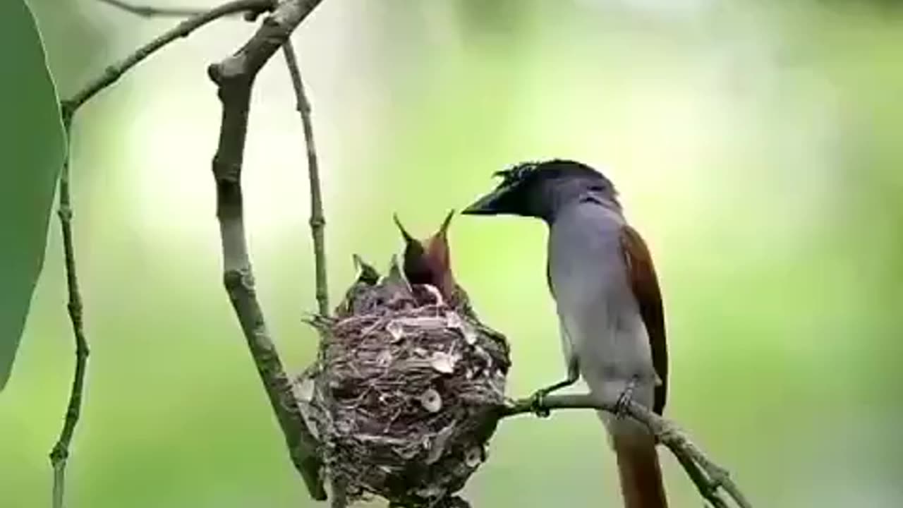 Wildlife in Close view with different perspective.