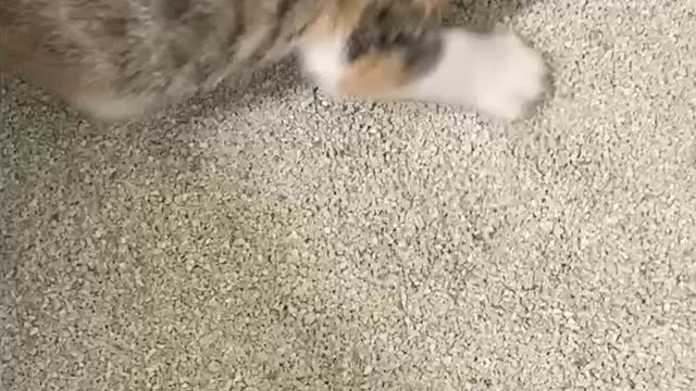 I bought the cat a toilet