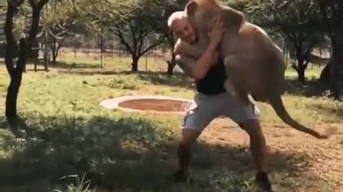 Dexter the lion greets the man who raised him at a wildlife sanctuary