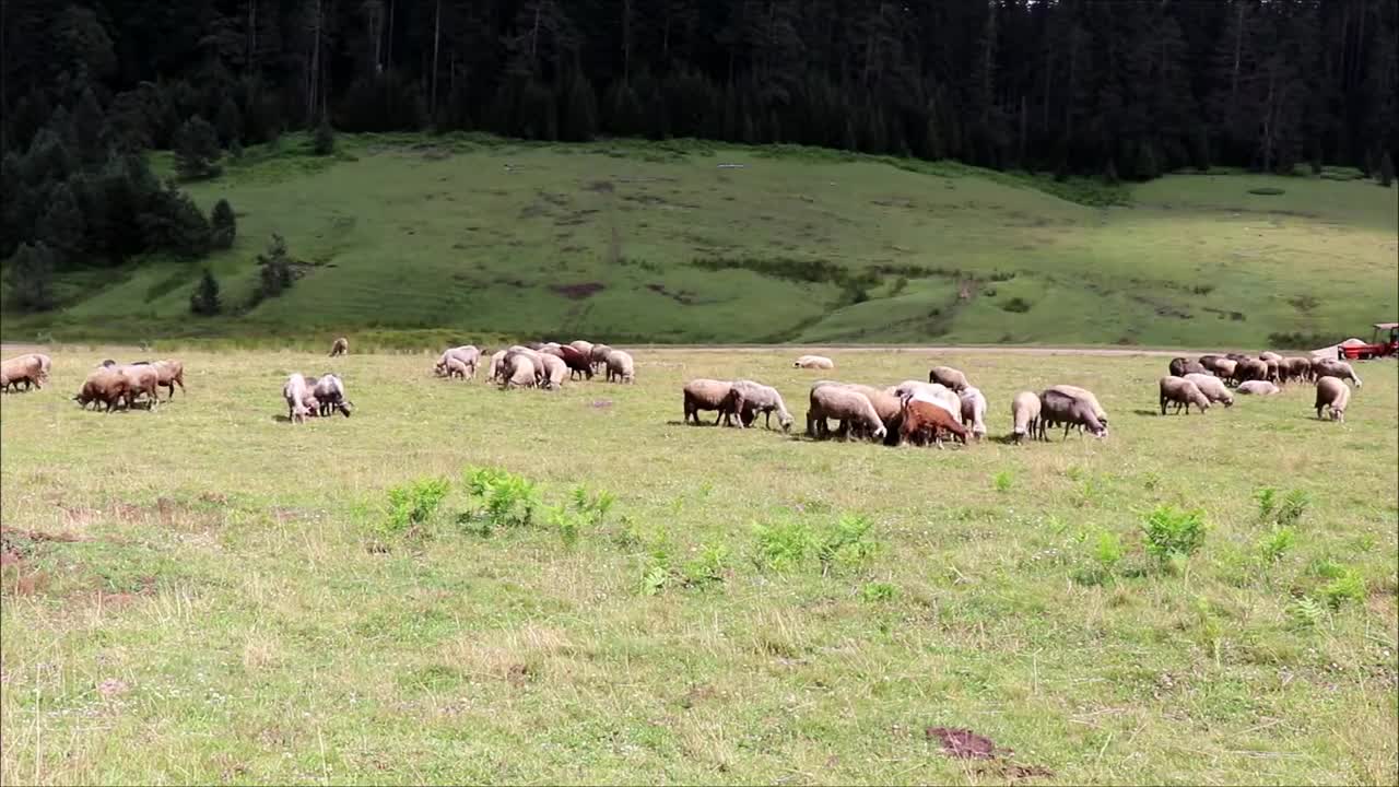 MOUNTAIN GOATS HAVE AMAZING CLIFF-CLIMBING SKILLS AND GRAZING