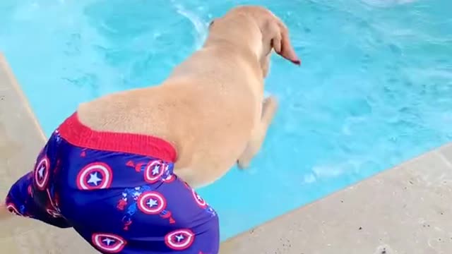 best video funny dog