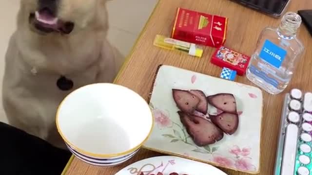 Does your dog do this too