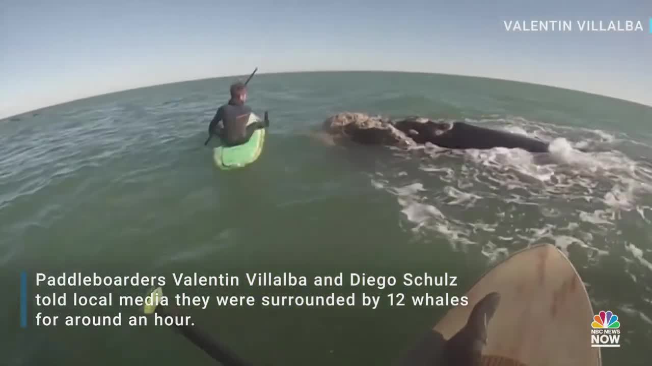 Watch: Whales Swim Alongside Paddleboarders In Argentina