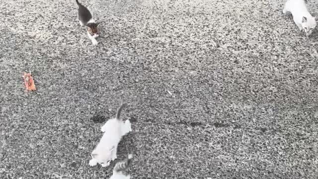 Guy Saving a Kitten Gets Ambushed by a Group of Them