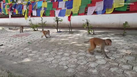 How polite and discipline monkey are sharing one box biscuits to eat