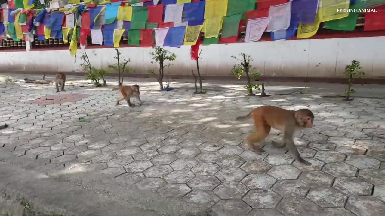 How polite and discipline monkey are sharing one box biscuits to eat