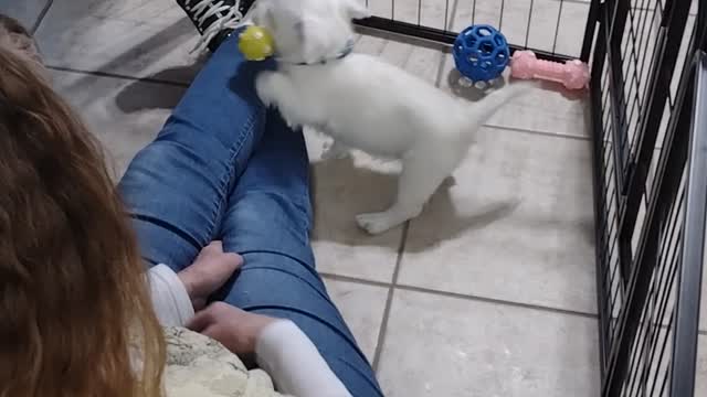 New Puppy
