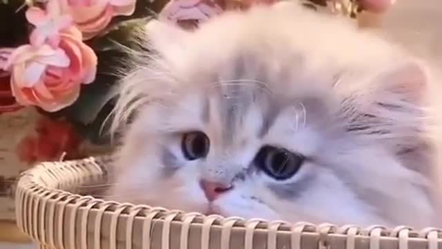 Omg so cute cat